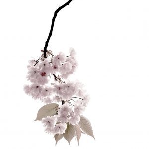 Körsbärsblomster, Prunus.