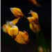 Tulipa sylvestris