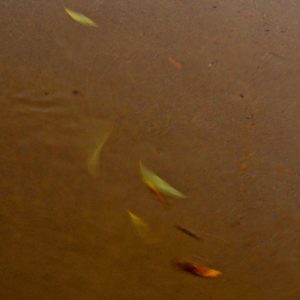 Golden leaves