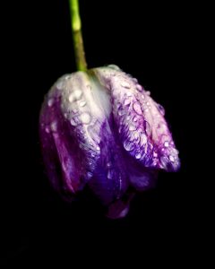 Tulipa