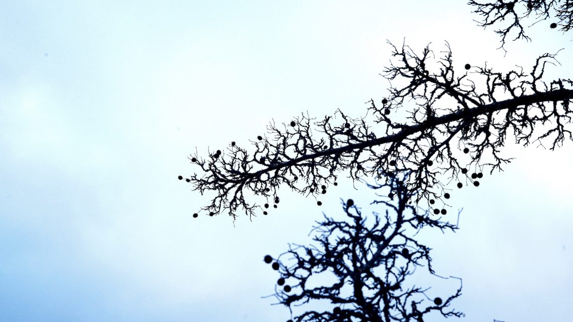 Grenar mot himmel - foto: H. Bronett ©2025