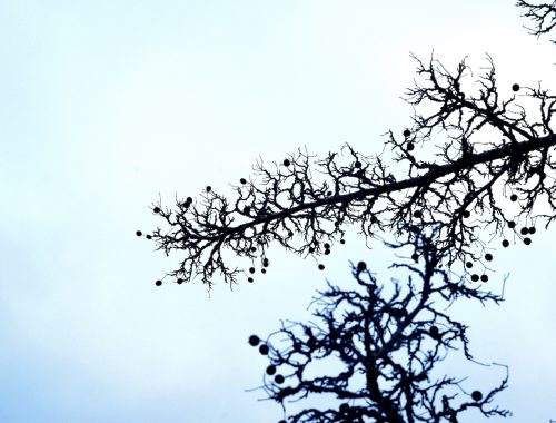Grenar mot himmel - foto: H. Bronett ©2025