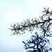 Grenar mot himmel - foto: H. Bronett ©2025