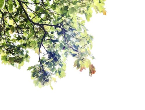 Konstfoto av Henry Bronett: Eklöv mot vit bakgrund på Gärdet i Stockholm 2025